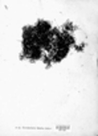Bryoria bicolor image